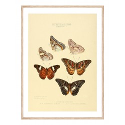 Постер в рамці "Botany. Butterflies"