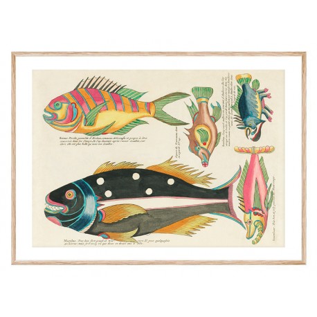 Постер в рамке "Психоделочные рыбы Луи Ренара (1678–1746)"