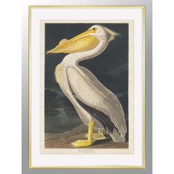 Постер в рамці "Американський білий пелікан. Джон Джеймс Одубон (1836)"