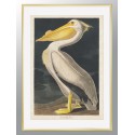Постер в рамке "Американский белый пеликан. Джон Джеймс Одубон (1836)"