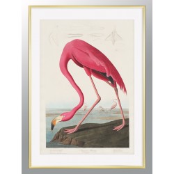 Постер в рамці "Американський фламінго. Джон Джеймс Одюбон (1838)"