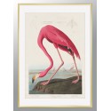 Постер в рамке "Американский фламинго. Джон Джеймс Одюбон (1838)"