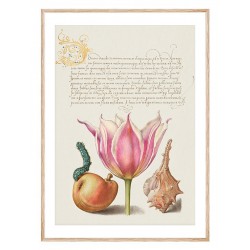 Постер в рамці "Flowers. Botany"