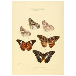 Постер "Botany. Butterflies"