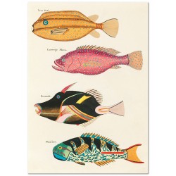 Постер "Botany. Fish"