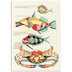Постер "Botany. Fish"