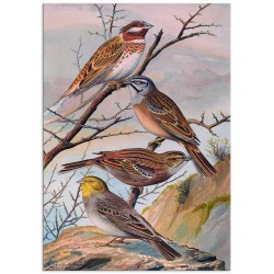 Постер "Botany. Birds"