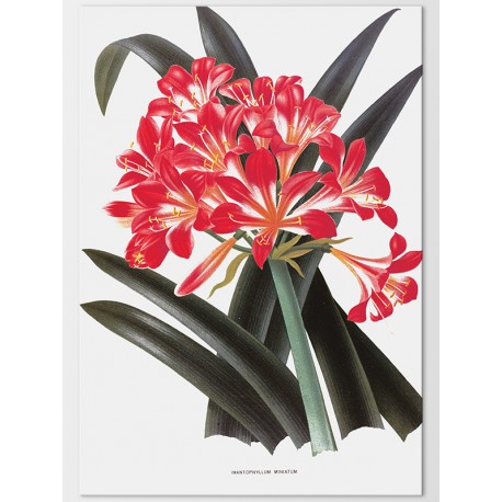 Постер "Botanical flowers"
