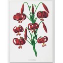 Постер "Botanical flowers"