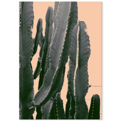 Постер "Euphorbia ingens"