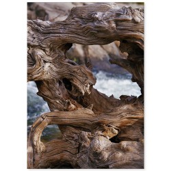 Постер "Driftwood"