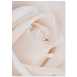Постер "Rose"