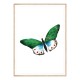 Постер "Зелений метелик"