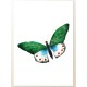 Постер "Зеленая бабочка"