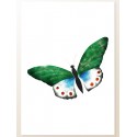Постер "Зеленая бабочка"
