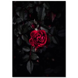 Постер "Красная роза"