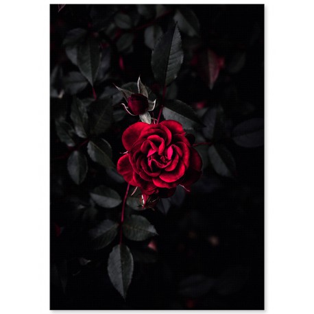 Постер "Красная роза"