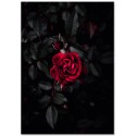 Постер "Червона троянда"
