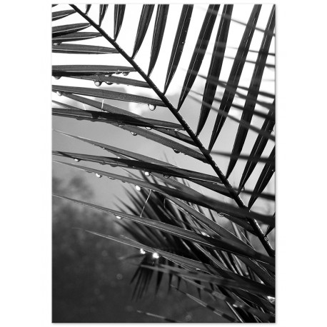Постер "Palm leaves"