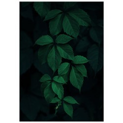 Постер "Green leaves"