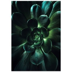 Постер "Aeonium arboreum"