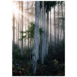 Постер "Ранковий ліс"