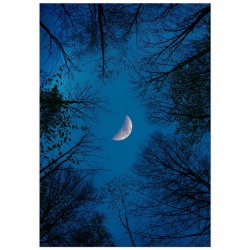 Постер "Ліс та місяць"