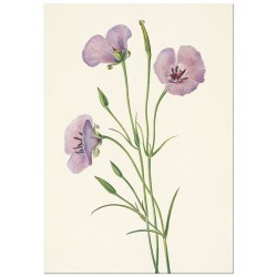 Постер "Lilac Mariposa. Botanical flowers"