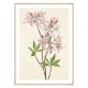 Постер "Azalea rosea. Botanical flowers"