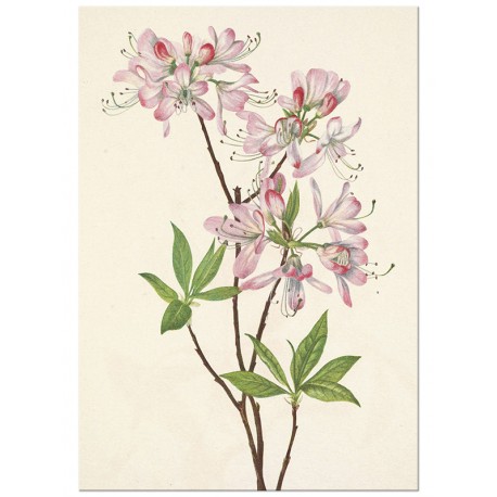 Постер "Azalea rosea. Botanical flowers"