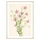 Постер "Saltmarsh Rosegentian. Botanical flowers"