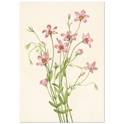 Постер "Saltmarsh Rosegentian. Botanical flowers"