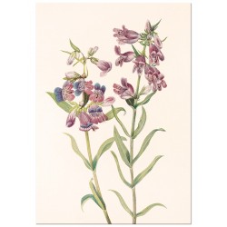 Постер "Prairie Pentstemon. Botanical flowers"