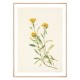 Постер "Sidesaddle Goldenrod. Botanical flowers"