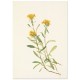 Постер "Sidesaddle Goldenrod. Botanical flowers"