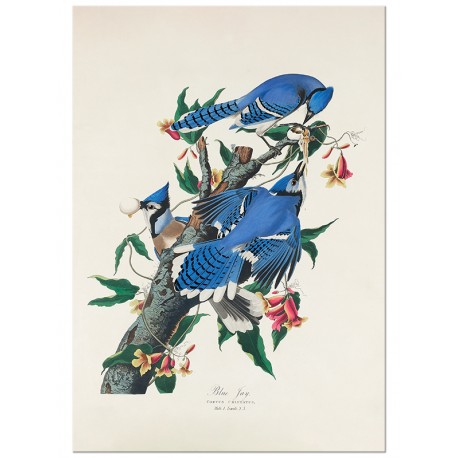 Постер "Голубая сойка. Одюбон Джеймс Джон. 1830 г."