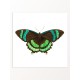Комплект постерів "Botanical. Butterflies"
