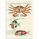 Комплект постерів "Botanical. Psychedelic Fishes"