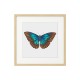 Комплект постеров в рамках "Botanical. Butterfly"