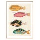 Комплект постерів в рамках "Botanical. Fish"