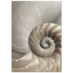 Постер "Nautilus Shell"