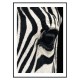 Постер "Zebra"