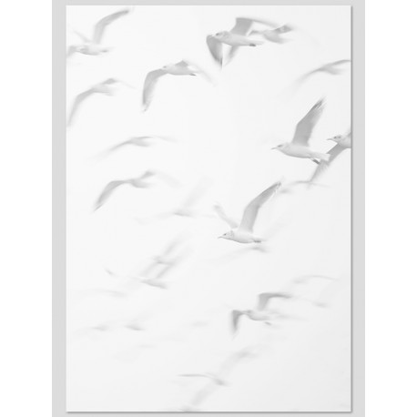 Постер "Летят чайки"