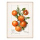 Постер "Orange Fruit"