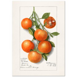 Постер "Orange Fruit"