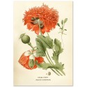 Постер "Opium poppy Art"