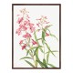 Постер "Epilobium angustifolium. Botanical flowers"