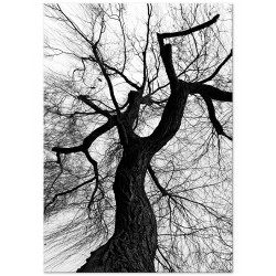 Постер "Tree silhouette"
