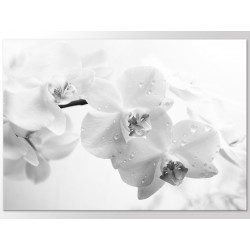Постер "Белая орхидея"