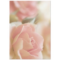 Постер "Ніжні троянди"